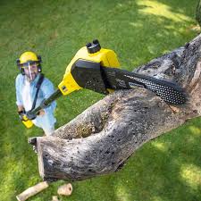 Best Tree Removal Services  in Delavan, IL